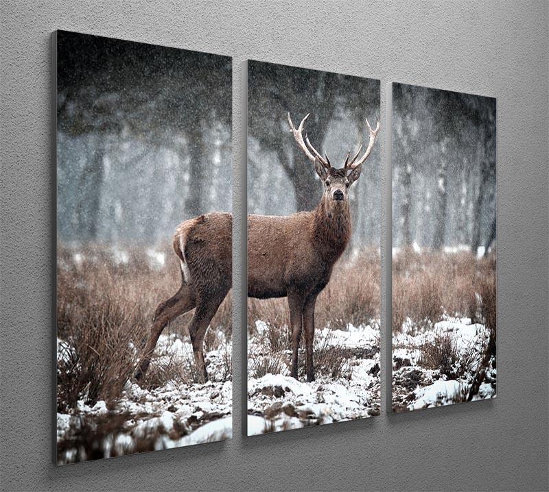 Red Deer Stag Cervus elaphus in the Scottish Winter Snow 3 Split Panel Canvas Print - Canvas Art Rocks - 2