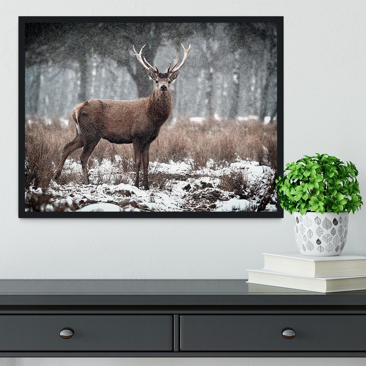 Red Deer Stag Cervus elaphus in the Scottish Winter Snow Framed Print - Canvas Art Rocks - 2