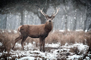 Red Deer Stag Cervus elaphus in the Scottish Winter Snow Wall Mural Wallpaper - Canvas Art Rocks - 1