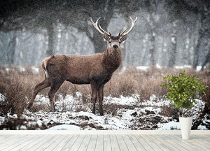 Red Deer Stag Cervus elaphus in the Scottish Winter Snow Wall Mural Wallpaper - Canvas Art Rocks - 4