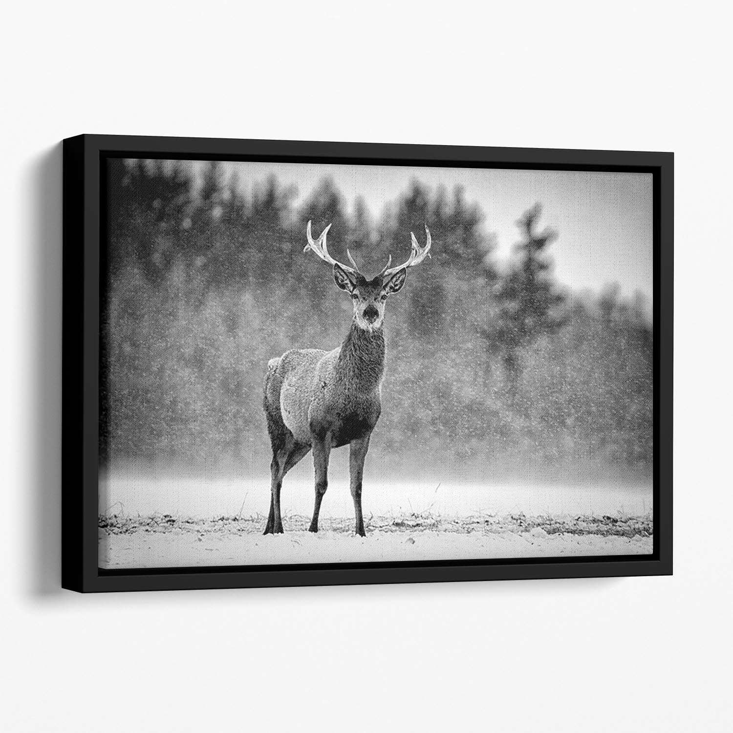 Red Deer Stag Floating Framed Canvas - Canvas Art Rocks - 1