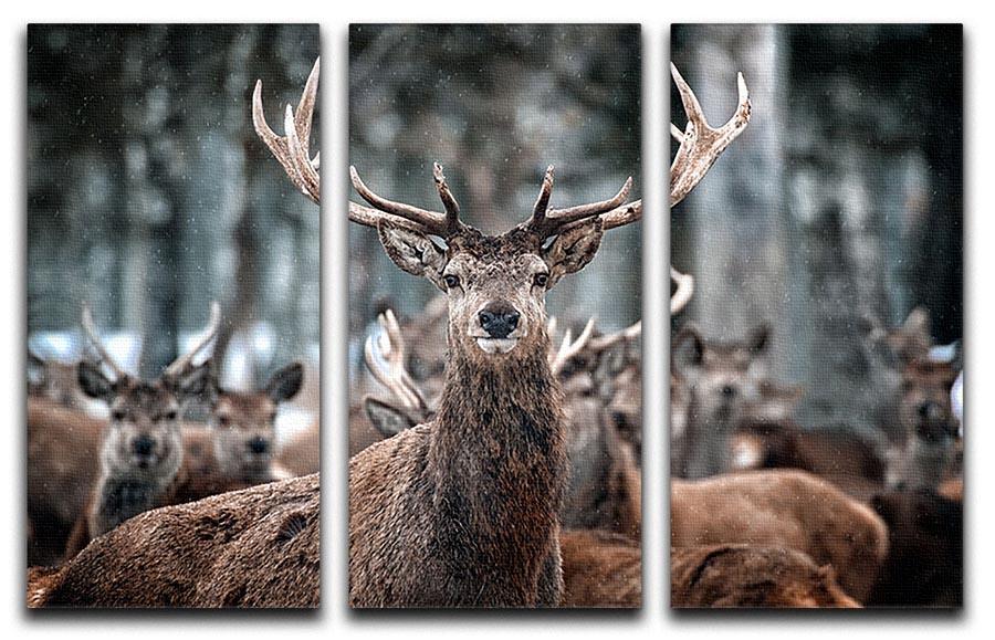Red Deer Stag and Herd 3 Split Panel Canvas Print - Canvas Art Rocks - 1