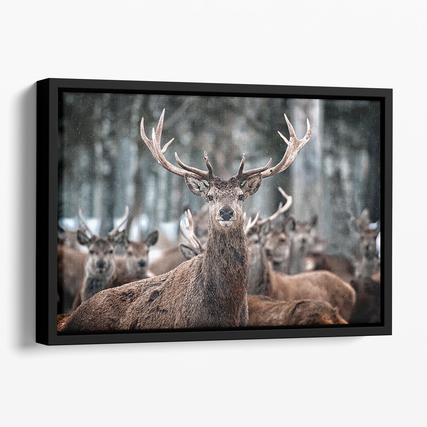Red Deer Stag and Herd Floating Framed Canvas - Canvas Art Rocks - 1