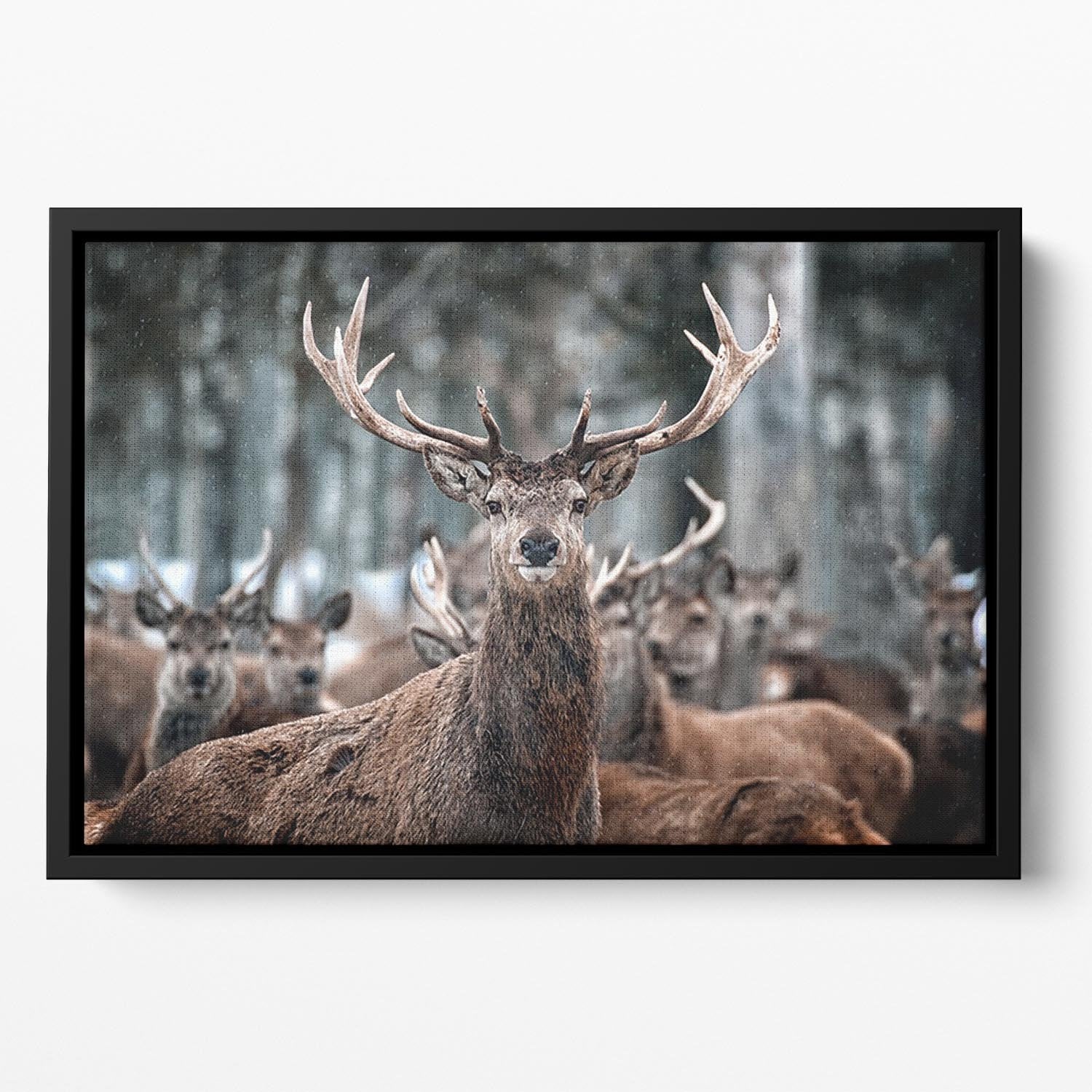 Red Deer Stag and Herd Floating Framed Canvas - Canvas Art Rocks - 2