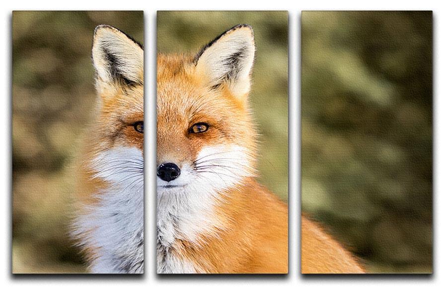 Red Fox - Vulpes vulpes sitting up at attention 3 Split Panel Canvas Print - Canvas Art Rocks - 1