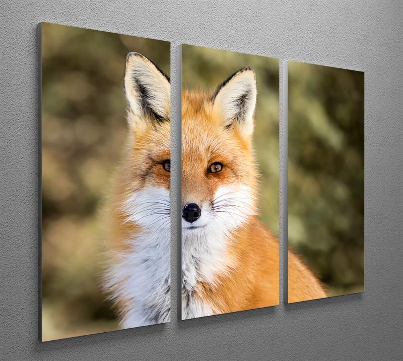Red Fox - Vulpes vulpes sitting up at attention 3 Split Panel Canvas Print - Canvas Art Rocks - 2