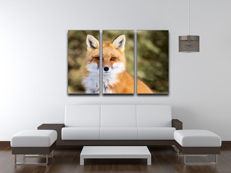 Red Fox - Vulpes vulpes sitting up at attention 3 Split Panel Canvas Print - Canvas Art Rocks - 3