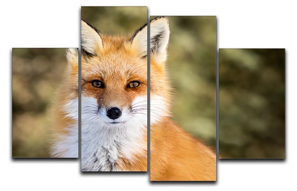 Red Fox - Vulpes vulpes sitting up at attention 4 Split Panel Canvas - Canvas Art Rocks - 1