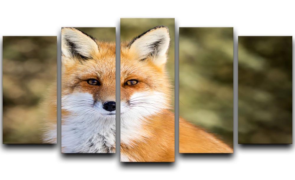 Red Fox - Vulpes vulpes sitting up at attention 5 Split Panel Canvas - Canvas Art Rocks - 1