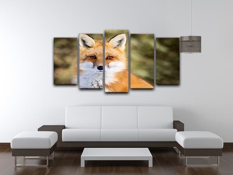 Red Fox - Vulpes vulpes sitting up at attention 5 Split Panel Canvas - Canvas Art Rocks - 3