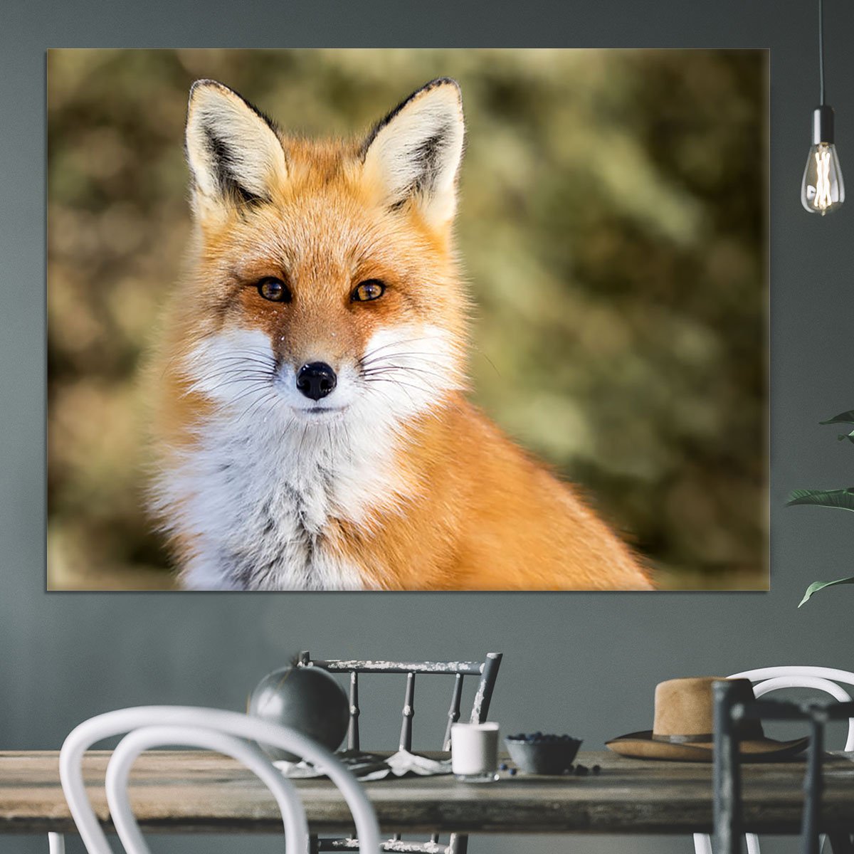 Red Fox - Vulpes vulpes sitting up at attention Canvas Print or Poster