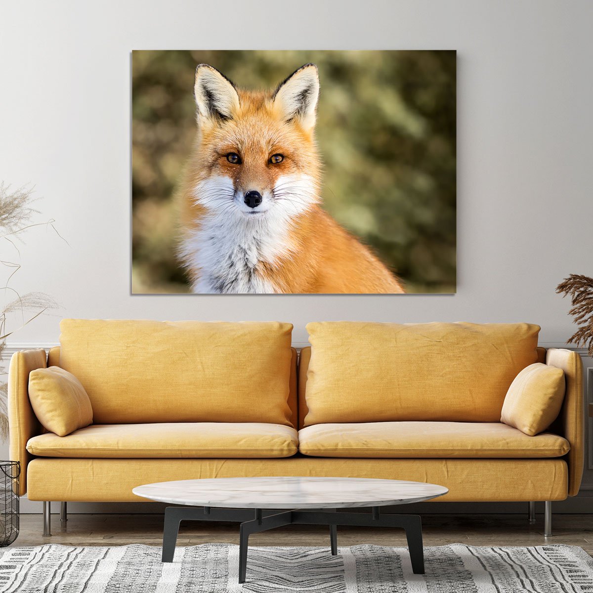 Red Fox - Vulpes vulpes sitting up at attention Canvas Print or Poster
