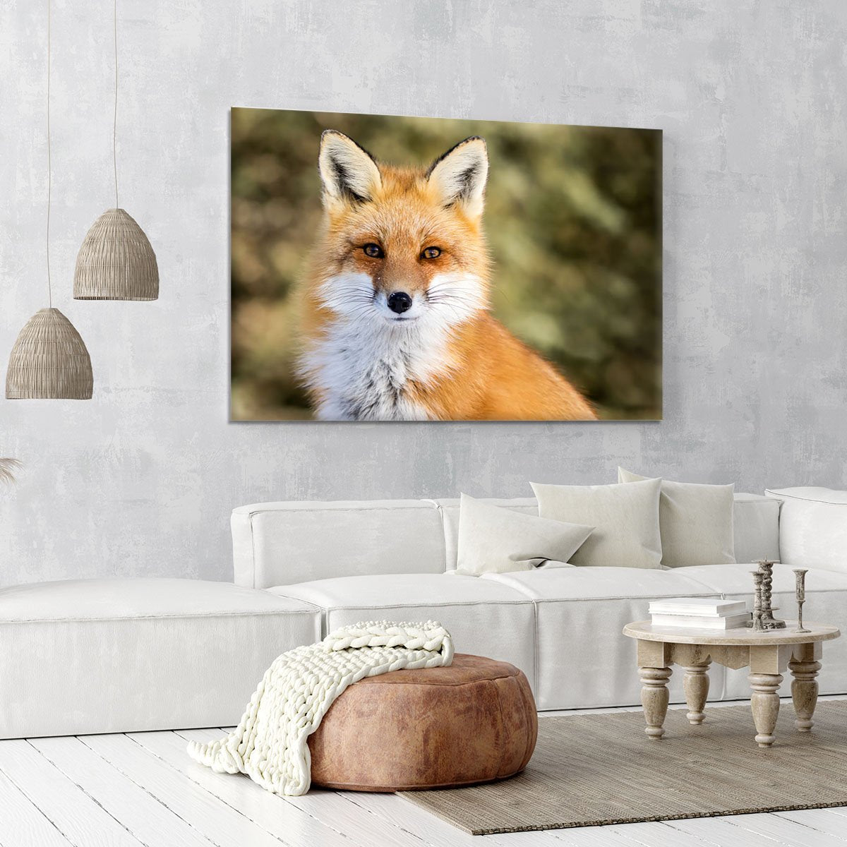 Red Fox - Vulpes vulpes sitting up at attention Canvas Print or Poster