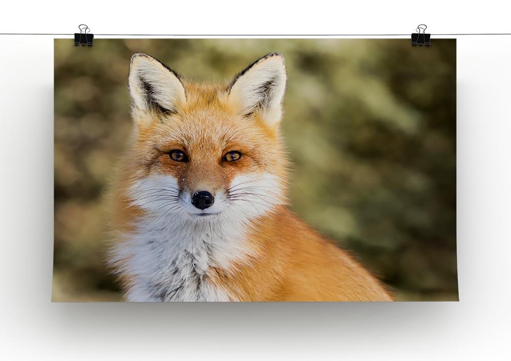 Red Fox - Vulpes vulpes sitting up at attention Canvas Print or Poster - Canvas Art Rocks - 2