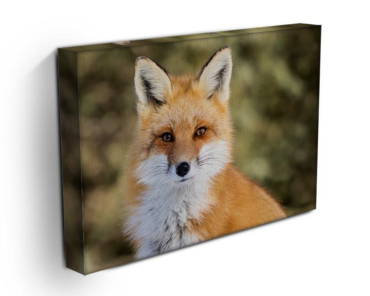 Red Fox - Vulpes vulpes sitting up at attention Canvas Print or Poster - Canvas Art Rocks - 3
