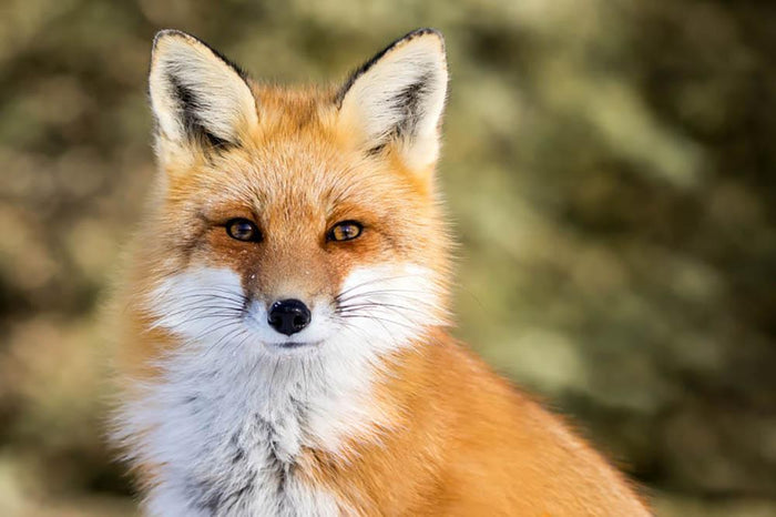 Red Fox - Vulpes vulpes sitting up at attention Wall Mural Wallpaper
