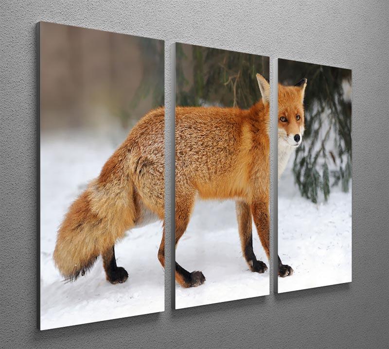 Red Fox Vulpes vulpes in winter time 3 Split Panel Canvas Print - Canvas Art Rocks - 2