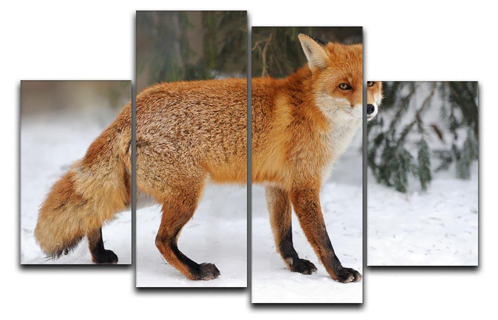 Red Fox Vulpes vulpes in winter time 4 Split Panel Canvas - Canvas Art Rocks - 1