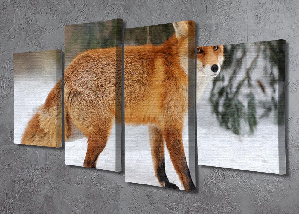 Red Fox Vulpes vulpes in winter time 4 Split Panel Canvas - Canvas Art Rocks - 2