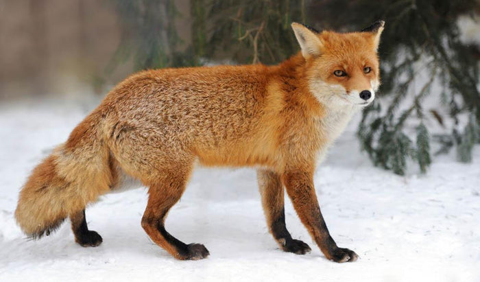 Red Fox Vulpes vulpes in winter time Wall Mural Wallpaper