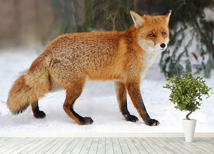 Red Fox Vulpes vulpes in winter time Wall Mural Wallpaper - Canvas Art Rocks - 4