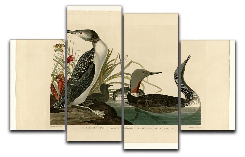 Red Throated Diver by Audubon 4 Split Panel Canvas - Canvas Art Rocks - 1