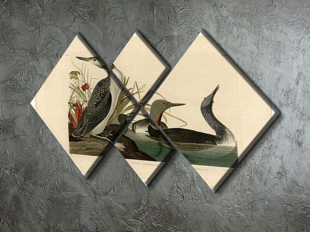 Red Throated Diver by Audubon 4 Square Multi Panel Canvas - Canvas Art Rocks - 2