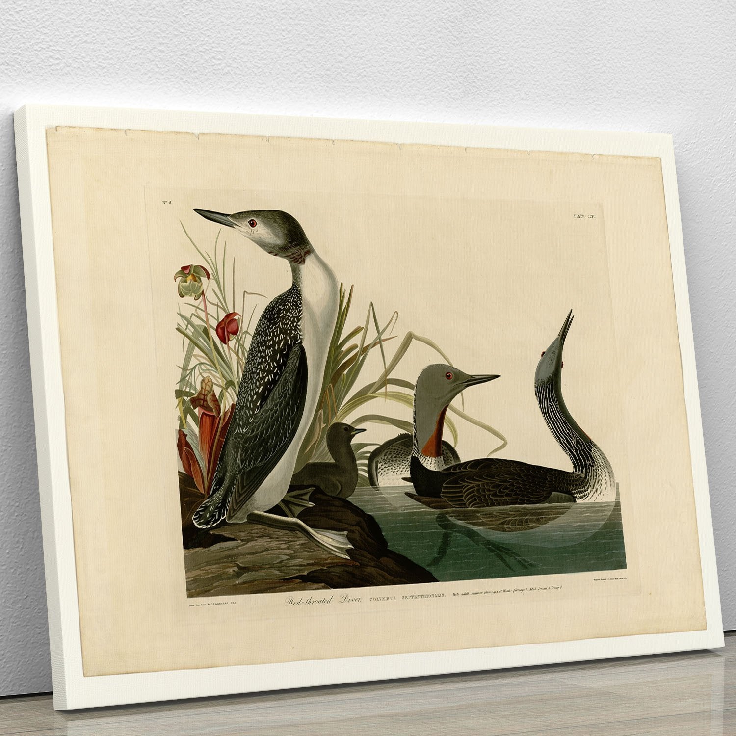Red Throated Diver by Audubon Canvas Print or Poster