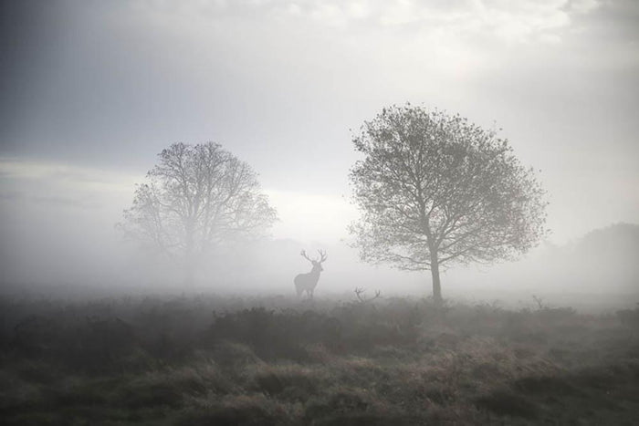 Red deer stag in foggy Autumn landscape Wall Mural Wallpaper