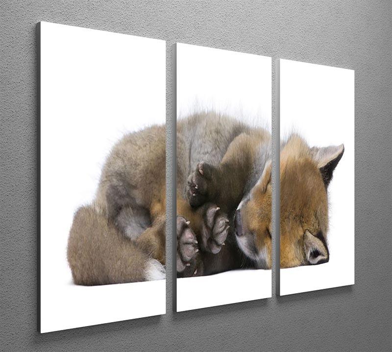 Red fox cub 6 Weeks old 3 Split Panel Canvas Print - Canvas Art Rocks - 2