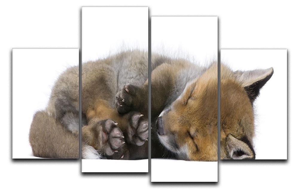 Red fox cub 6 Weeks old 4 Split Panel Canvas - Canvas Art Rocks - 1
