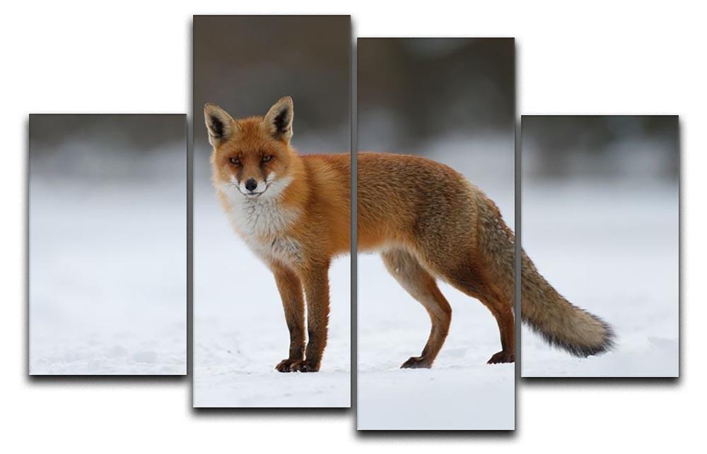 Red fox in the snow 4 Split Panel Canvas - Canvas Art Rocks - 1