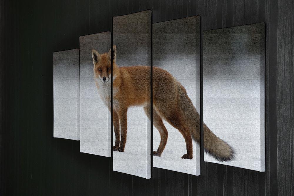 Red fox in the snow 5 Split Panel Canvas - Canvas Art Rocks - 2