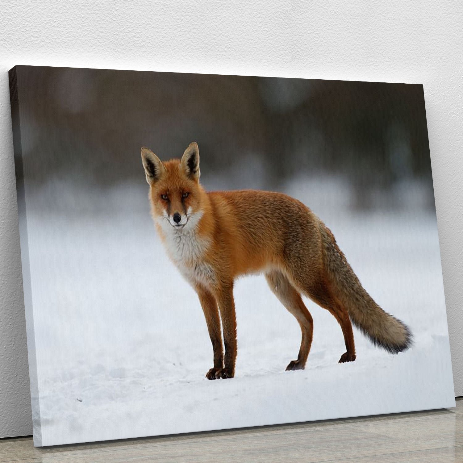 Red fox in the snow Canvas Print or Poster