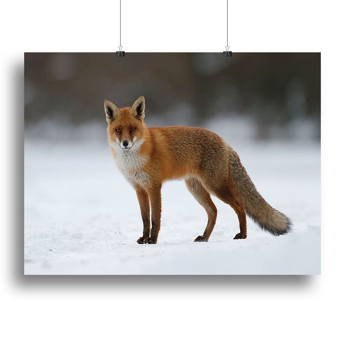 Red fox in the snow Canvas Print or Poster