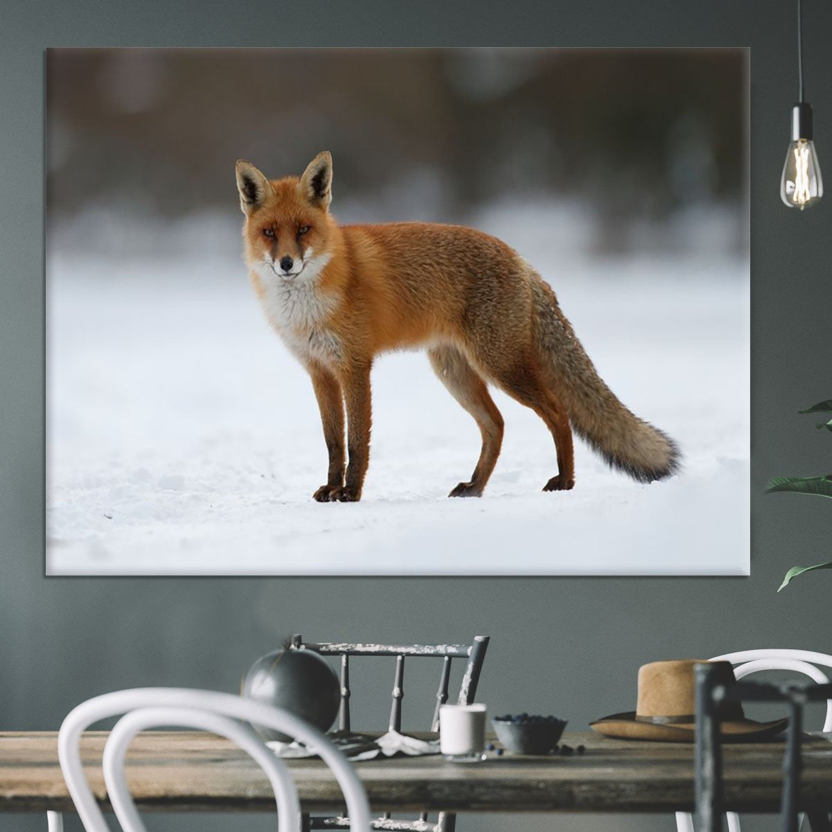 Red fox in the snow Canvas Print or Poster