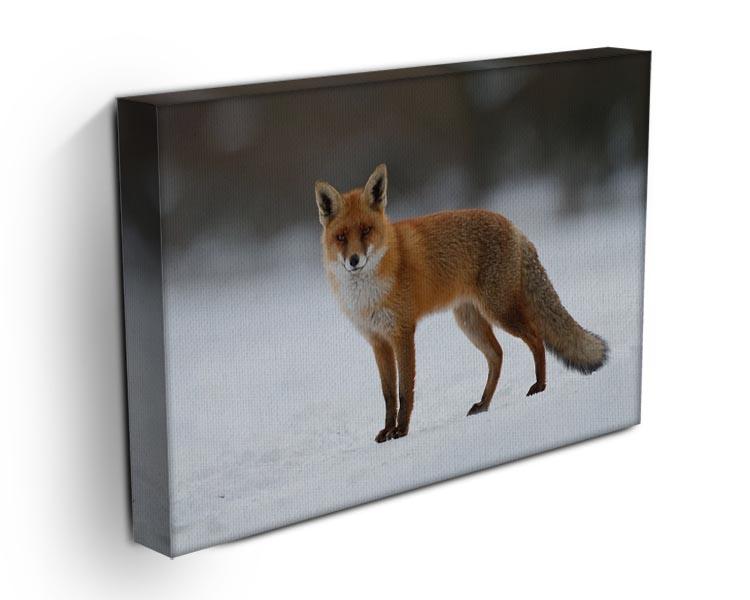 Red fox in the snow Canvas Print or Poster - Canvas Art Rocks - 3