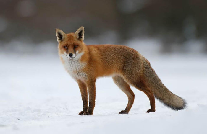 Red fox in the snow Wall Mural Wallpaper