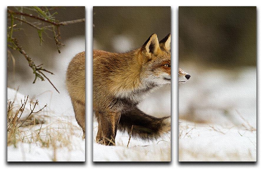 Red fox in wintertime 3 Split Panel Canvas Print - Canvas Art Rocks - 1