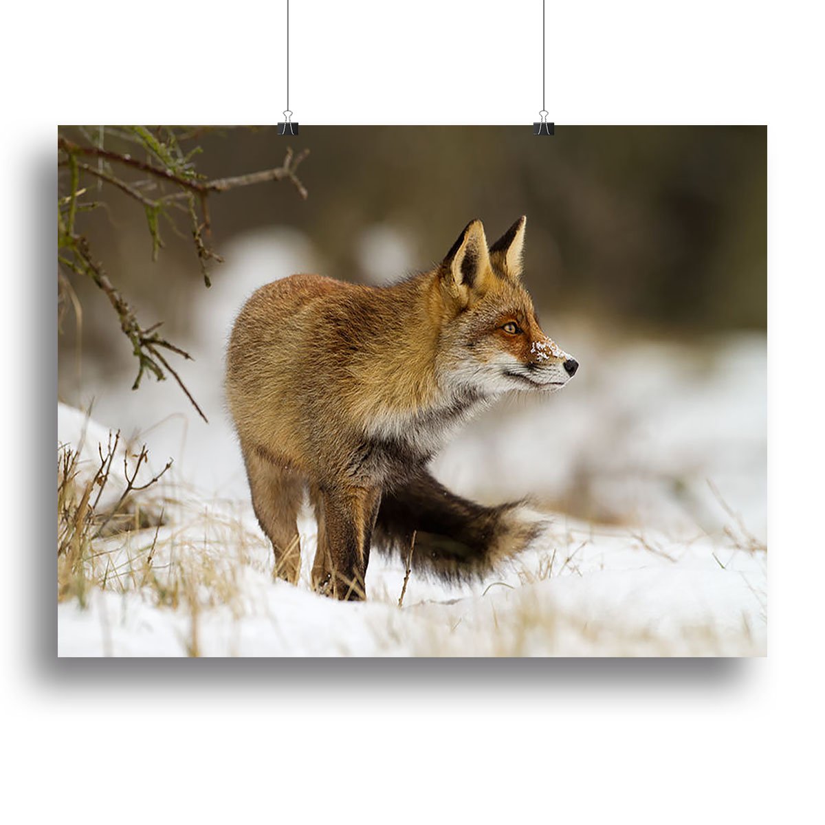 Red fox in wintertime Canvas Print or Poster