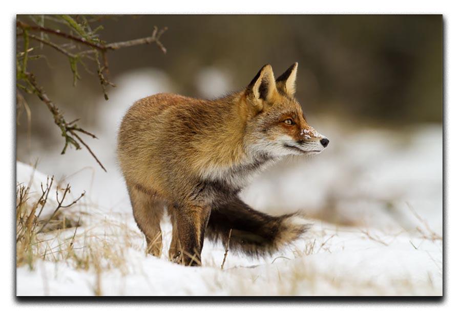 Red fox in wintertime Canvas Print or Poster - Canvas Art Rocks - 1