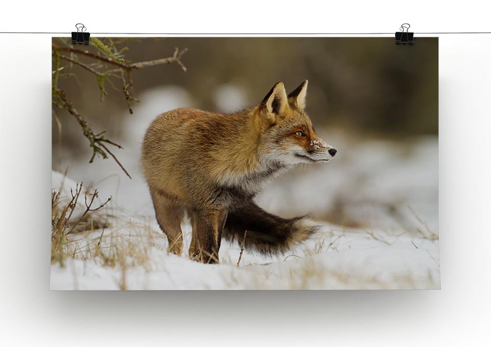 Red fox in wintertime Canvas Print or Poster - Canvas Art Rocks - 2