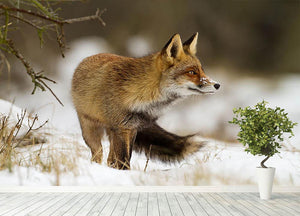 Red fox in wintertime Wall Mural Wallpaper - Canvas Art Rocks - 4