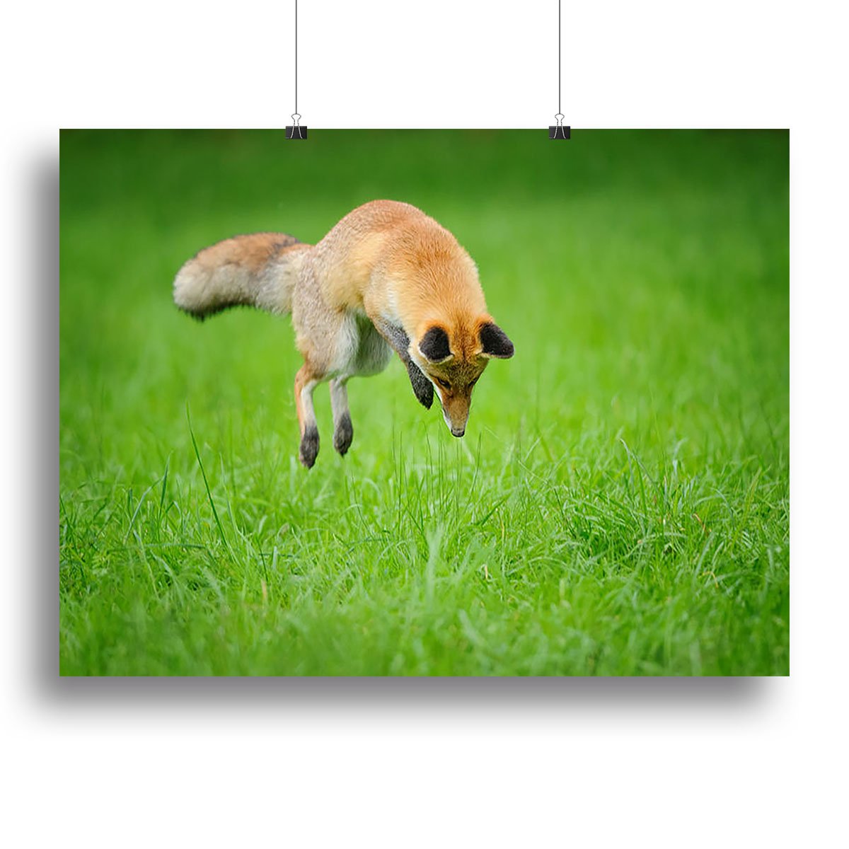 Red fox on hunt Canvas Print or Poster