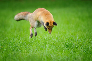 Red fox on hunt Wall Mural Wallpaper - Canvas Art Rocks - 1