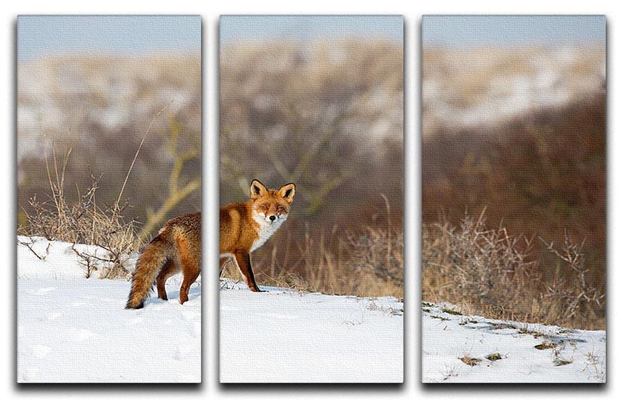 Red fox standing in a winter landscape 3 Split Panel Canvas Print - Canvas Art Rocks - 1