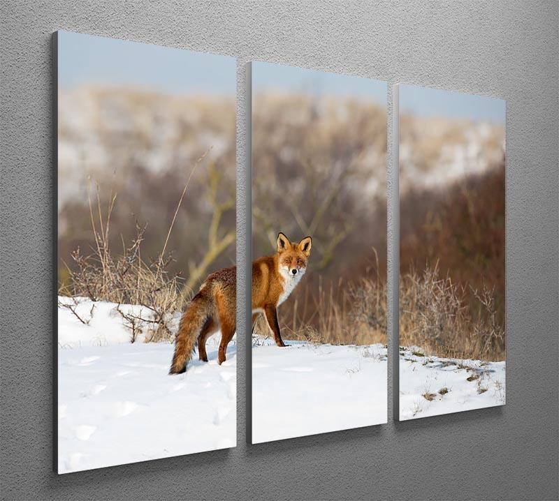 Red fox standing in a winter landscape 3 Split Panel Canvas Print - Canvas Art Rocks - 2