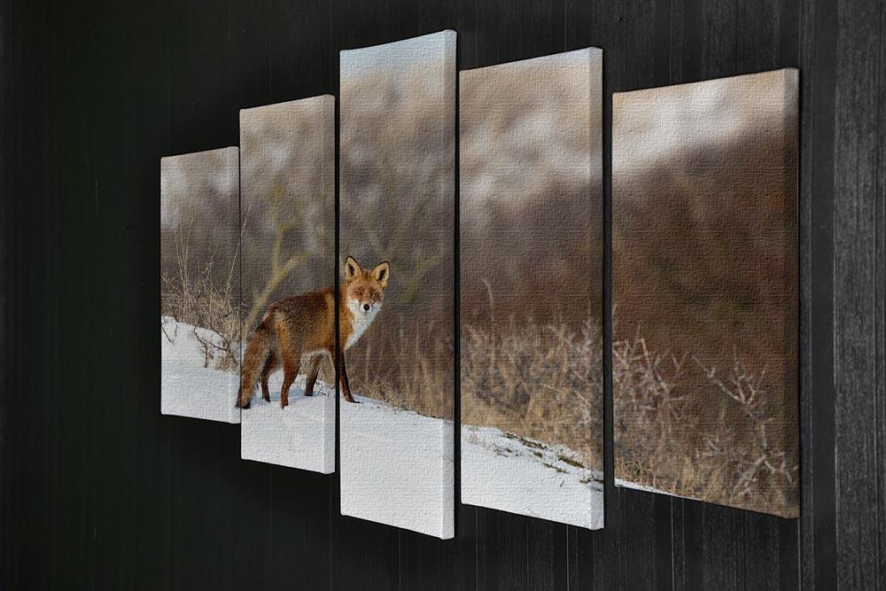 Red fox standing in a winter landscape 5 Split Panel Canvas - Canvas Art Rocks - 2