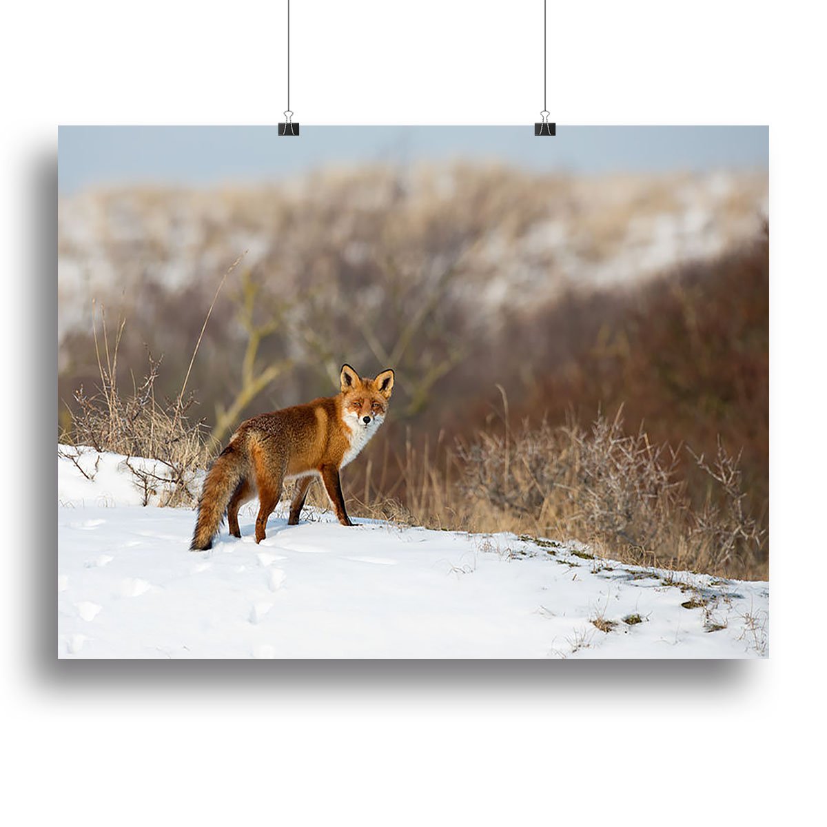 Red fox standing in a winter landscape Canvas Print or Poster