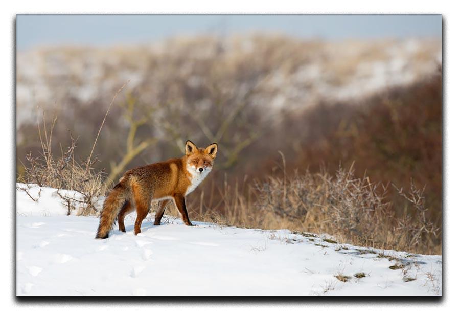 Red fox standing in a winter landscape Canvas Print or Poster - Canvas Art Rocks - 1